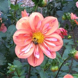 Meet your Posher, Deborah